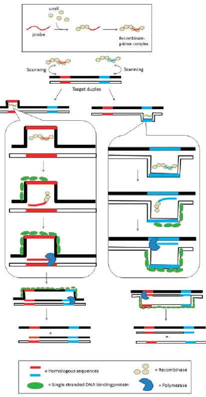 Figura 20 Durante la reazione RPA (Recombinase polymerase amplification), il complesso primer-ricombinasi dà il via al ciclo di  amplificazione esaminando il templato in cerca di sequenze omologhe