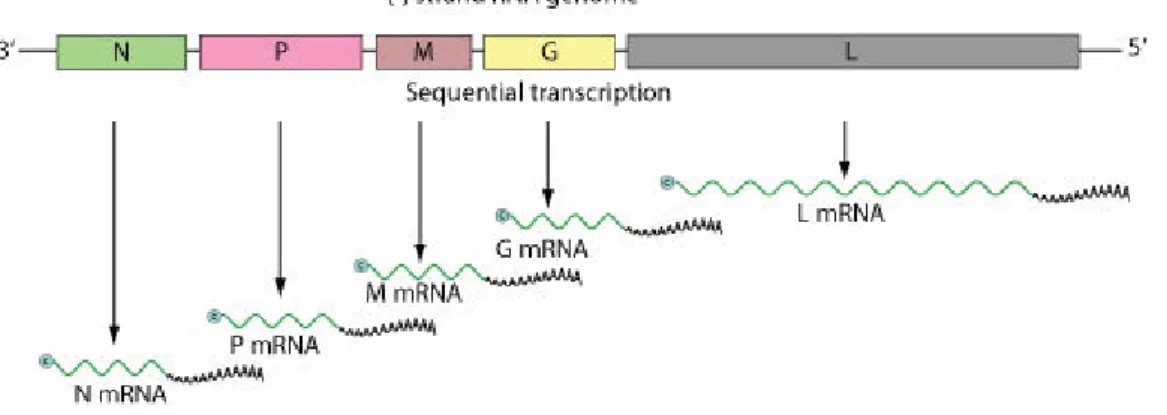 Figure 1. The typical rhabdoviral genome. Negative-stranded RNA linear genome, about 11-15 kb  in size
