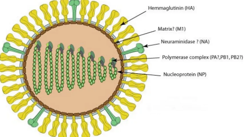 Figure 3. Structure of infectious salmon anemia virus (ISAV). The virions are enveloped and are 90- 90-130 nm in diameter (http://viralzone.expasy.org/viralzone/all_by_species/223.html)