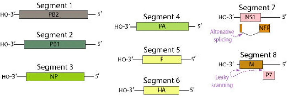 Figure 4. ISAV genome. Segmented ssRNA(-) linear genome, encapsidated by nucleoprotein (NP) 