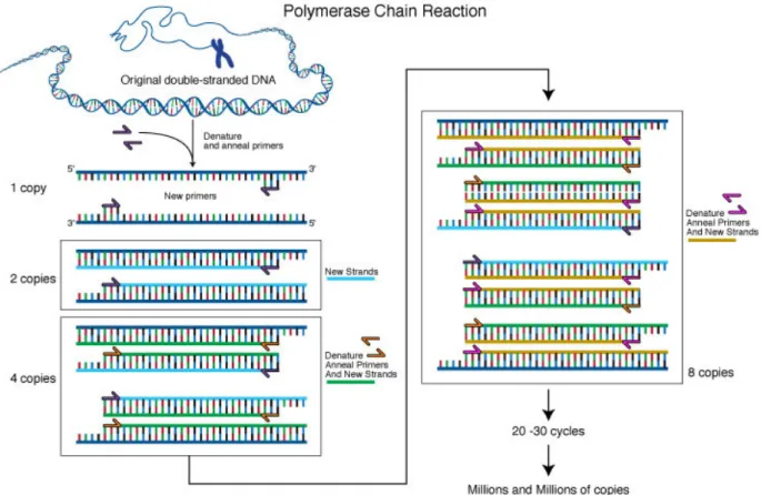 Figure 8. Basic principles of the PCR method (http://petridishtalk.com/2010/12/05/the-polymerase- (http://petridishtalk.com/2010/12/05/the-polymerase-chain-reaction-a-microcosm/)