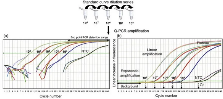 Figure 10. qPCR amplification from known concentrations of template DNA to construct standard  curves for quantification of samples