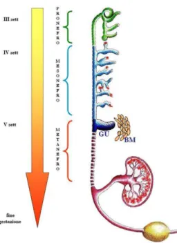 Figura 1.1 Fasi dello sviluppo embrio-fetale del rene e delle vie urinarie (G. gemma ureterale,  BM
