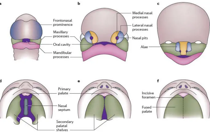Figura 1. Sviluppo embrionale del labbro e del palato.  