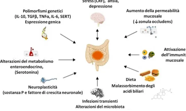 Figura  3.  Immagine  tratta  da  Barbara  G  et  al  -  The  Immune  System  in  Irritable  Bowel  Syndrome  -  Neurogastroenterol Motil