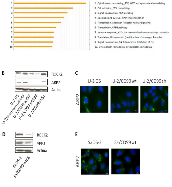 FIGURA 2.  CD99  wt  sopprime  ROCK2  e  ARP2.  (A)  Il  confronto  dei  profili  di  espressione genica dei trasfettanti U-2/CD99 wt rispetto alla linea parentale U-2 OS e  l’analisi GeneGo MetaCore identifica una serie di vie di segnalazione modulate da 