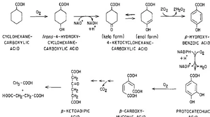 Fig. 3.2 Aromatization pathway proposed for the catabolism of CHCA by Arthrobacter sp