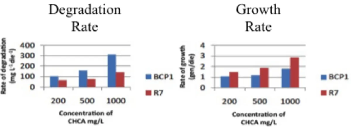 Fig. 6.2.1.2 Rate of degradation and growth* of Rh. sp. BCP1 and Rh. opacus R7 cells grown on CHCA  200, 500 and 1000 mg/L