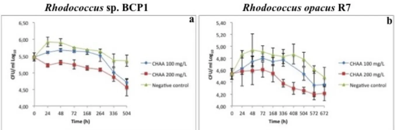 Fig. 6.2.2.1 Rh. sp. BCP1 (a) and Rh. opacus R7 (b) grown in the presence of 100 mg/L (Blue curve) and  200 mg/L (Red curve) of CHAA