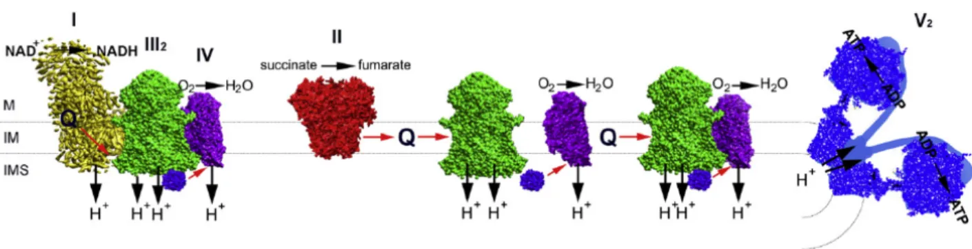 Figure 1. The plasticity model. Schematic representation of the OXPHOS system, where respiratory CI, III and IV are  partly  organised  into  supercomplexes