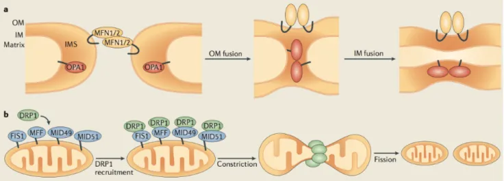 Figure  4.  Schematic  representation  of  the  mitochondrial  fusion  and  fission  events