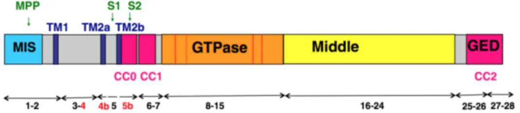 Figure 5. Schematic representation of OPA1 protein structure. The features of dynamin family are: a GTPase domain  containing  the  three  consensus  GTP  binding  sequences  (red  bars)  and  the  dynamin  signature  (red  hatched  bar),  a  middle domain