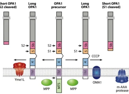 Figure  7.  Processing  of  the  precursor  OPA1  splice  form  7.  After  import  of  the  N-terminus  in  the  matrix,  the  mitochondrial targeting sequence (MTS) is cleaved by the peptidase MPP to yield the membrane-anchored, l-isoform