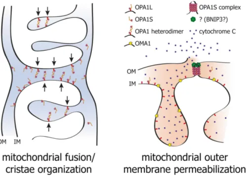 Figure 8. Model of the dual functions of OPA1 in IMM fusion, cytochrome c release and cell death