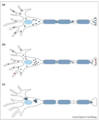 Figure 10. Proposed mechanisms of neuronal dysfunction in DOA. (a) In RGCs and motor neurons, mitochondria are  actively transported and concentrated in the dendritic extensions, soma, hillock, nodes of Ranvier and synaptic regions