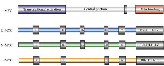 Figure 2: Structure of MYC family members (34). 