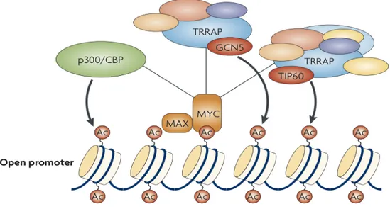 Figure 5: Mechanisms of MYC-induced transcription. Myc recruits histone acetyltransferases, which promote  localized modification of chromatin through nucleosomes acetylation (52)