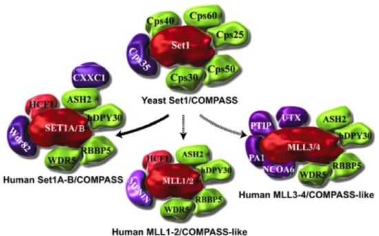 Figure  10:  COMPASS  and  COMPASS-like  complexes  from  yeast  to  human.  COMPASS  was  identified  in  yeast  as  a  complex  of  proteins  associated  with  Set1  that  can  methylate  H3  on  Lys  4