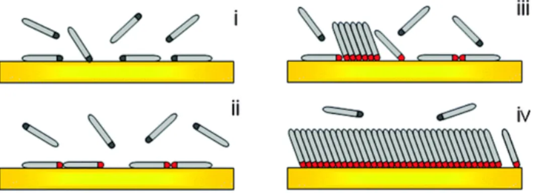 Figure	
   2.6:	
   Scheme	
   of	
   the	
   different	
   steps	
   taking	
   place	
   during	
   the	
   self-­‐assembly	
   of	
   alkanethiol	
  on	
  Au:	
  (i)	
  physisorption,	
  (ii)	
  lying	
  down	
  phase	
  formation,	
  (iii)	
  nucleatio