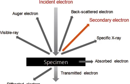 Figure	
  2.8:	
  Scheme	
  of	
  the	
  interaction	
  between	
  an	
  electron	
  beam	
  and	
  the	
  sample.	
  