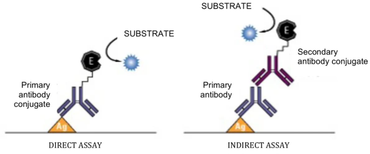 Figure	
  2.14:	
  Direct	
  and	
  indirect	
  immunoassay	
  scheme	
   	
   	
  