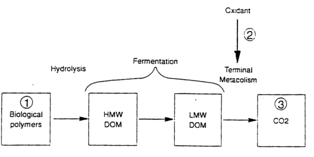 Figura 2.2.  Illustrazione generale della catena alimentare anaerobica. La  materia organica è idrolizzata e il  DOM risultante   viene   fermentato:   i   prodotti   di   questa   reazione   sono   utilizzati   dai   microrganismi   che,   usufruendo   de