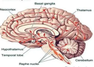 Figura 6. Rappresentazione dei circuiti serotoninergici nel SNC. 