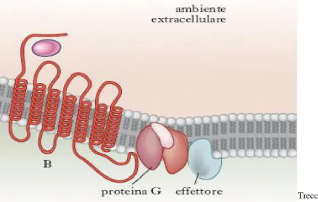 Figura 10. Recettore serotoninergico a 7 domini transmembrana accoppiato a proteina G