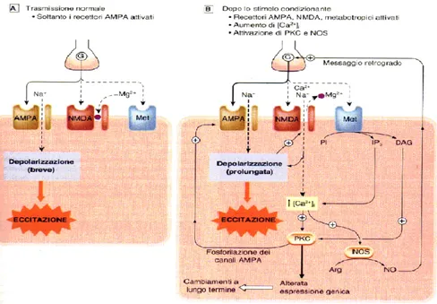 Figura 11. Meccanismi del potenziamento a lungo termine (LTP). a) Trasmissione sinaptica normale: 