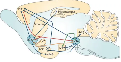 Figura  1.  Rappresentazione  del  circuito  cerebrale  di  gratificazione  e  ricompensa