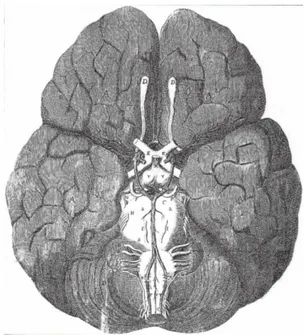Figura  14:  Circolo  di  Willis.  Tratto  da  &#34;Cerebri  Anatome&#34;,  Londra,  1664
