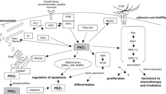 Figura 6. Alcuni dei principali meccanismi di attivazione e funzioni della PKCε nella cellula (Totoń E et al., Pharmacol Rep