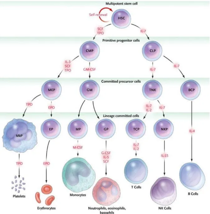Figura 1. Rappresentazione schematica del processo ematopoietico e delle principali citochine coinvolte (Kaushansky K, N  Engl J Med 2006) 