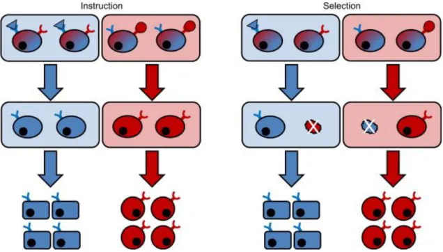 Figura  2.  Confronto  dei  due  possibili  modelli  di  commissionamento  cellulare  nel  lineage  ematopoietico  ad  opera  dello  stimolo citochinico: Instructive versus Permissive/Selective (Endele M  et al., Exp Cell Res 2014) 