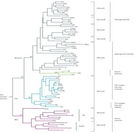 Figure  3:  Phylogenetic  tree  showing  the  association  of  the  groups  of  related  viruses  with their invertebrate vectors, vertebrate hosts, and geographic distribution