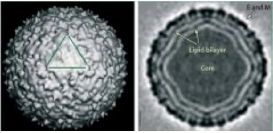 Figure  4:  West  Nile  virion.  The  virus  structure  as  reconstructed  by  cryo-electron  microscopy