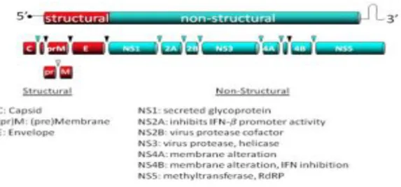 Figure 5: Schematic of WNV genome. A representation of the WNV genome including the  3 structural proteins that make up virion particle and the 7 non-structural proteins necessary  for virus replication and immune evasion (Rossi SL., et al., 2010)