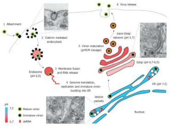 Figure 6: West Nile virus replication cycle. Schematic view of West Nile virus replication  cycle  in  an  infected  cell