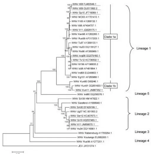 Figure 7. West Nile Virus (WNV) genetic diversity, evaluated using genetic alignment  of  complete  genomic  sequences