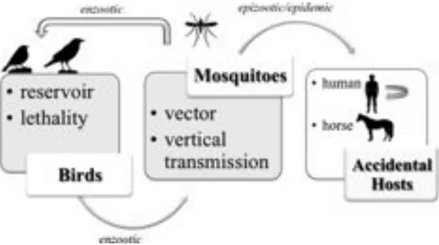 Figure 8. Diagram of the WNV transmission cycle. The maintenance of WNV in nature  depends  upon  many  avian  and  mosquito  species