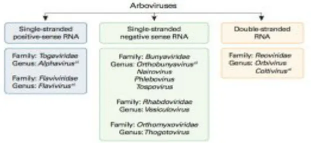 Figure  2:  Classification  of  arboviruses.  Arboviruses  are  included  in  six  different  taxonomic virus families