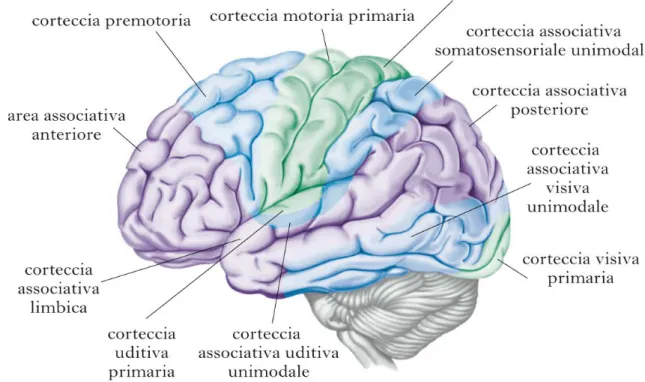Figura 1: immagine del cervello: localizzazione delle aree corticali (14). 
