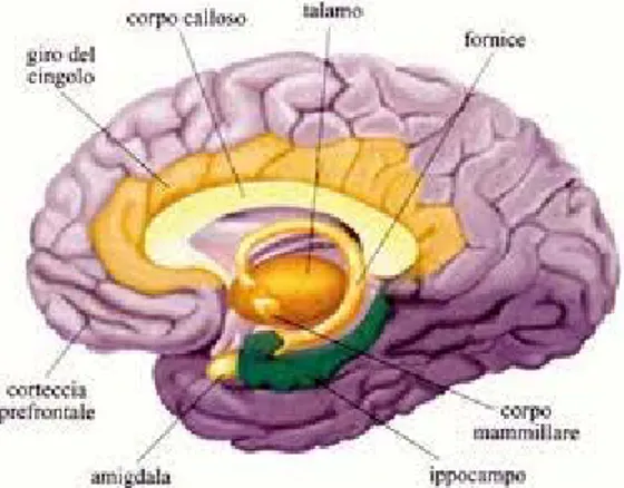 Figura 2: immagine del cervello in sezione: notare ubicazione della regione ippocampale e dell’amigdala (15)