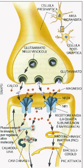 Figura 3: funzionamento delle sinapsi a lungo termine. 