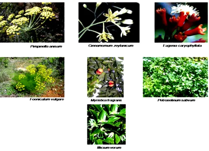 Figure 1.14- Main plants which produce essential oils containing mainly aromatic compounds