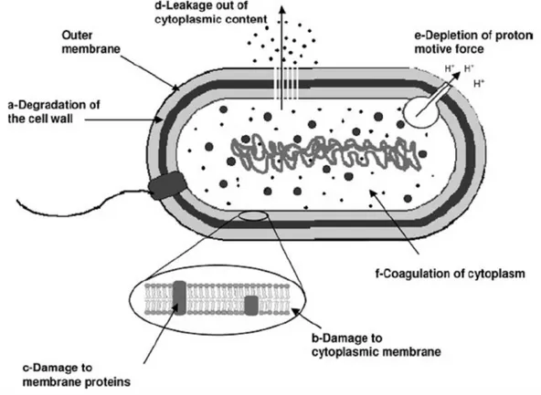 Figure 1.15- Possible sites of action of essential oils or their compounds at the cellular level: cell wall degradation; 