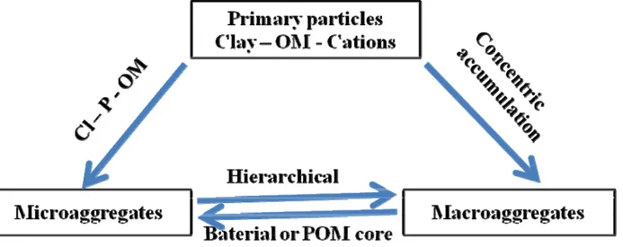 Figure 1. Some possible scenarios of aggregation according to Bronick et al., (2005). Organic  matter (OM), particulate organic matter (POM), clay (Cl), particle (P)