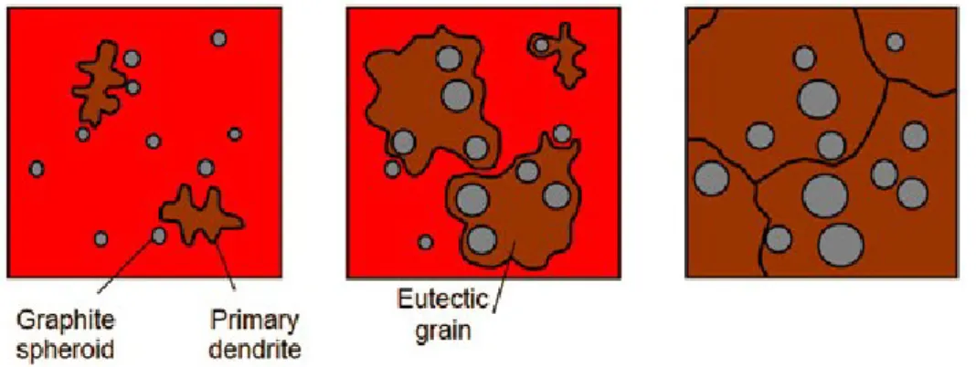 Figura 2.8 - Schema della sequenza di formazione divorziata dei grani eutettici in  ghise sferoidali 