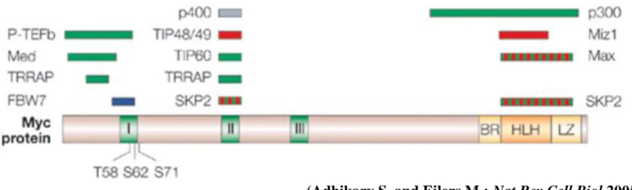 Figura 2. Struttura della proteina C-MYC 