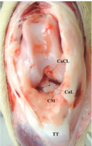 Fig  1.  Vista  craniale  dell’articolazione  del  ginocchio.  Il  legamento  crociato  craniale    (LCCr)  nel  cane è composta da 2 fasci separati